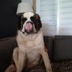 Spock, Saint Bernard