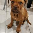 Cuore, Dogo De Burdeos