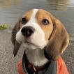 Loki, Beagle
