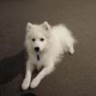 Yuki, Spitz