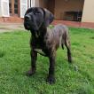 Danka de Orígenes Canarios, Presa canario