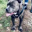 Rio, Staffordshire Bull Terrier