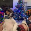 Penagos Aracén, Parson Jack Russell Terrier (De Pelaje Corto - Suave)