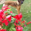 Ella, Otros perros