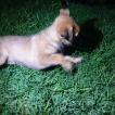 Purple, Pastor Belga Malinois