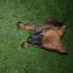 Pink, Pastor Belga Malinois