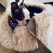 Neko, Boston Terrier