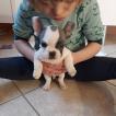 Pablo, Bulldog Francés