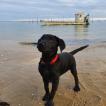 River, Labrador Retriever