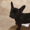 Luna, Bulldog Francés