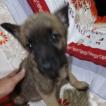 Foxy, Pastor Belga Malinois