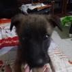 Killer, Pastor Belga Malinois