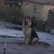 Mia, Perro Pastor Alemán