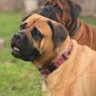 Dazy, Bullmastiff