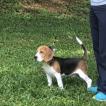 Restrepo Rocco, Beagle