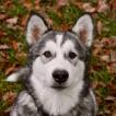 Baloo, Alaskan Malamute