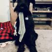 Kylo, Schnauzer Gigante