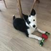 Lexi, Border Collie