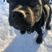 GEORGE, Staffordshire Bull Terrier