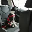Maya, Border Collie