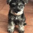 Tobías, Schnauzer Nain