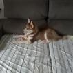 Flóki, Husky Siberiano
