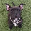 Riley, Staffordshire Bull Terrier