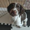 Kasia, English Springer Spaniel