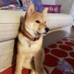 Ringo, Shiba Inu Japonés