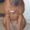 BONGO, Rhodesian Ridgeback