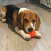 Rumba, Beagle