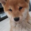 Yuki, Shiba