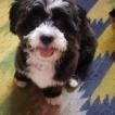Jacky, Shih Tzu