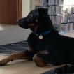 Rimsky, Beauceron