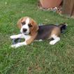 Stanlee, Beagle