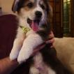 Ramon, Corgi Galés De Pembroke