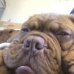 Simba, Dogue Bordeaux