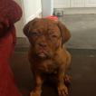 Nala, Dogo De Burdeos