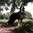 Jazz, Boyero De Berna