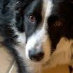 R'mione, Border Collie