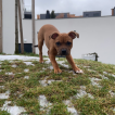 Peppa, Staffordshire Bull Terrier