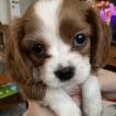 Milu, Cavalier King Charles Spaniel