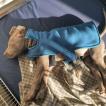 Theodore, Weimaraner