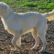 Whisky, Golden Retriever