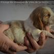 Paulette, Basset Hound