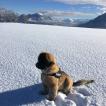 Raven, Leonberg