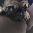 Pippo, Carlino