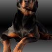 ROCKY, Beauceron