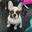 Ronny, Bulldog Francés