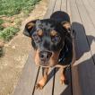 Schatzi, Rottweiler